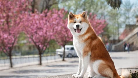 Akita Dog Price In The Philippines [Updated April 2023].